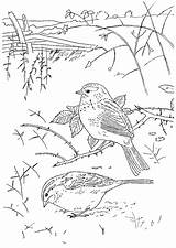 Coloriage Oiseau Kleurplaat Paysage Oiseaux Imprimer Vogels sketch template