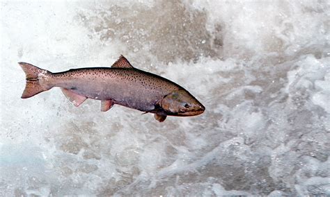 fish numbers force closure  king salmon fishing  part  alaska
