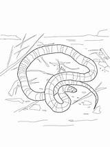 Snake Coral Coloring Pages Drawing Printable Kingsnake Realistic Getdrawings Categories sketch template