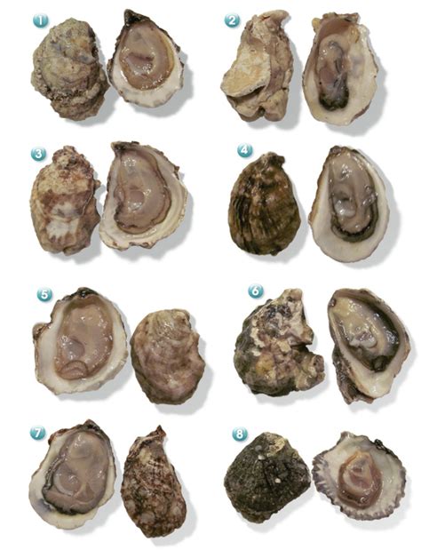 oysters valentines day epicuriouscom epicuriouscom
