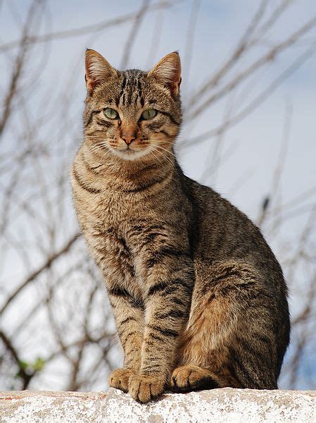 facts about the tabby cat