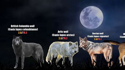 wolf  dog size chart   top answers barkmanoilcom