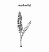 Millet Vector Glaucum Pennisetum Pearl Crop Cereal Vectors Ears Stem Leaves Green sketch template