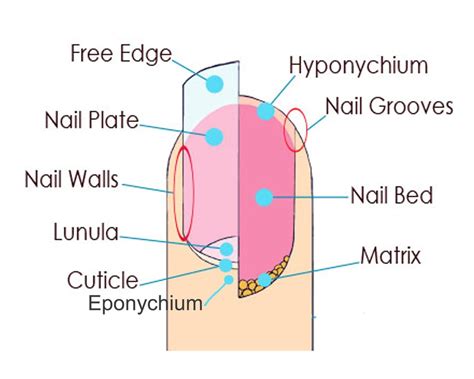 nail structure diagram quizlet