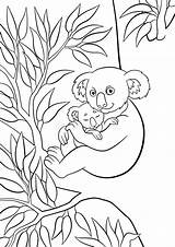 Koala Sits sketch template