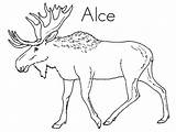 Moose Alce Elch Ausmalbilder Malvorlagen Ausmalbild Ausmalen Malvorlage Eland Rentier Rudolf Dieren Geografia Designlooter Ausdrucken sketch template