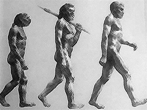 La Evolución De Los Humanos Paso A Paso