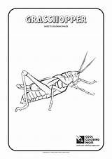 Grasshopper Insects Coloringhome sketch template