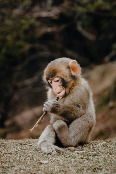cute monkey pictures   images  unsplash