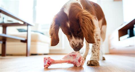 dog  sick  eating raw meat
