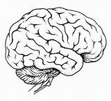 Gehirn Cerebro Organs Colouring Zeichnen Organ Tattoo Coloringonly Cerebros sketch template