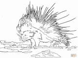 Porcupine Coloring Pages Cape Printable Porcupines Designlooter Supercoloring Drawings Categories 22kb 1200px 1600 sketch template