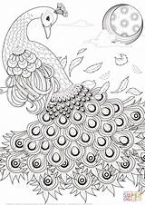 Coloring Peacock Pages Graceful Printable Supercoloring sketch template