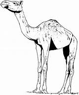 Camel Dromadaire Dromedary Dromedario Camels Caravan Coloriages sketch template