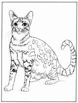 Egyptian Coloring Pages Cat Mau Getcolorings Getdrawings Color sketch template