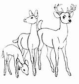 Deer Coloring Leisure Enjoyable Totally Bestappsforkids Whitetail sketch template