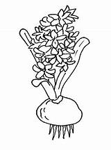 Hyazinthe Ausmalbild Ausdrucken Kostenlos Blumen sketch template