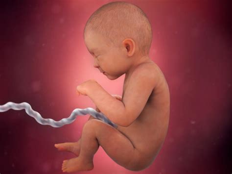 guide   stages  fetal development