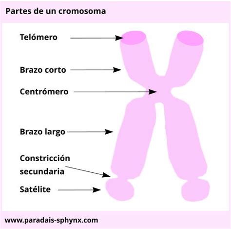 Cromosomas Cromosomas Fundamentos De Enfermería Escuela De Higiene