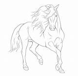 Horse Coloring Pages Drawings Friesian Animal Sketches Drawing Line Lineart Google Gaited Rearing Search Teke Akhal Sketch Pencil Quilt Color sketch template