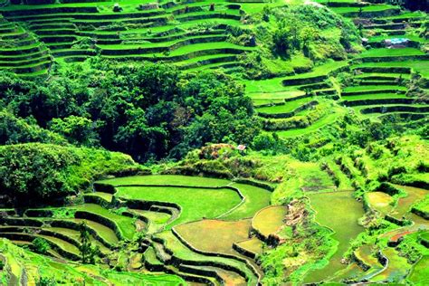 The 2000 Year Old Ifugao Rice Terraces A True Staircase