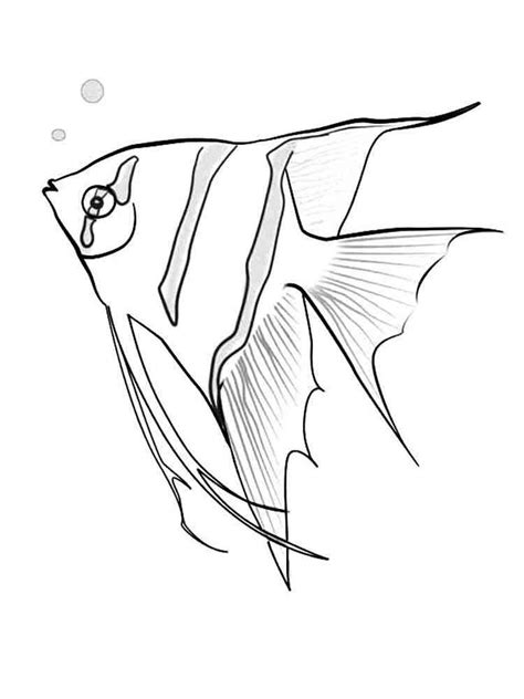 angelfish coloring pages   print angelfish coloring pages