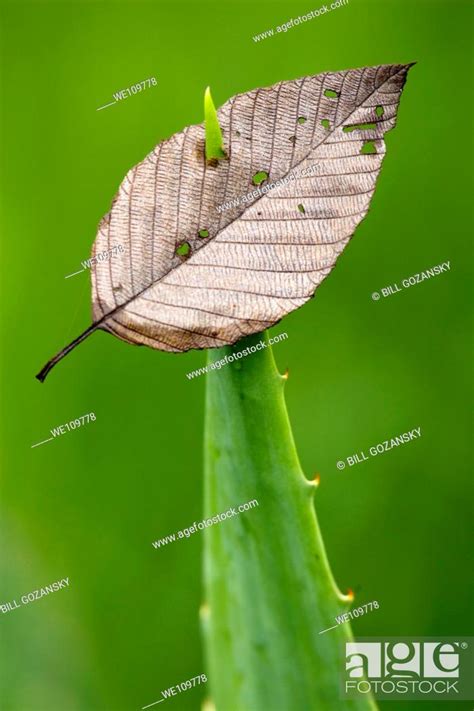 leaf pierced  spiny edged plant sachatamia rainforest reserve