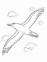 Albatross Coloring Pages Birds Printable sketch template