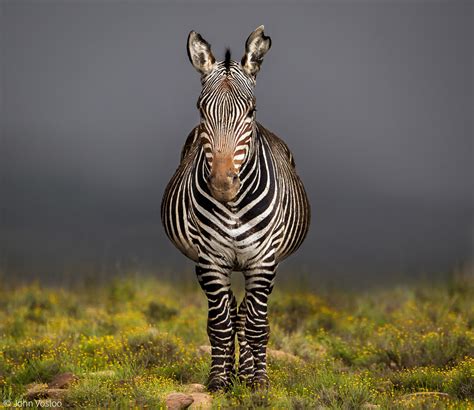 zebra africa geographic