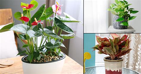 10 Of The Best Indoor Plants Mumbai Indoor Plants For
