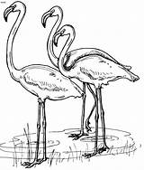 Flamingos Colorir Tudodesenhos sketch template