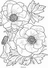 Coloring Pages Flower Book Flowers Printable Adult Bloom Color Anemone Floral Close Books Adults Drawing Wordpress Painting Number Poppy Fine sketch template