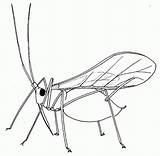 Aphid Insect Drawing Coloring Biology Winged Insects Drawings Pages Aphids Bugs Biological Control Getting Rid Resources Embroidery Popular Greenfly Hand sketch template