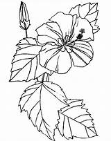 Bunga Sepatu Mewarnai Hibiscus Hollyhock Untuk sketch template
