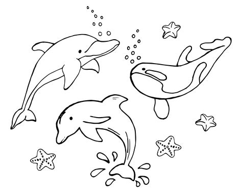 illustration sketch drawn set  dolphins  killer whale marine