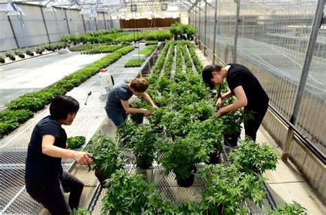 hemp operation opens  historic florist greenhouse