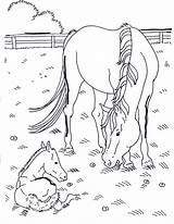 Cavallo Stampa sketch template