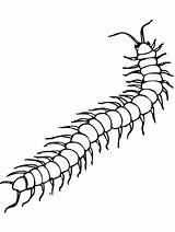 Centipede Millipede Robaki Kolorowanki Dzieci Dla Owady Primarygames Dainty Sketches Druku sketch template