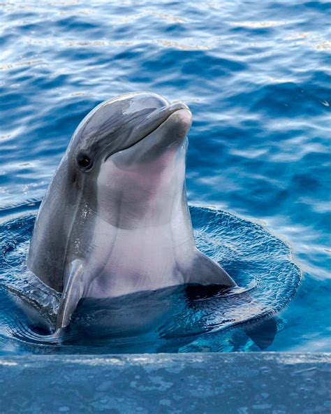 dolphin wallpapers  hd   hq unsplash