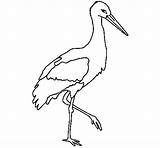 Cicogna Cegonha Stork Bocian Cigogne Guanay Cigonya Kolorowanka Aves sketch template