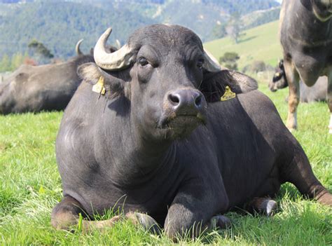 farming buffalo