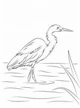 Egret Coloring Pages Printable Héron Billed Yellow Coloriage Outline Supercoloring Bird Intermédiaire Crafts Many Category Designlooter Dessin Visit Choose Board sketch template