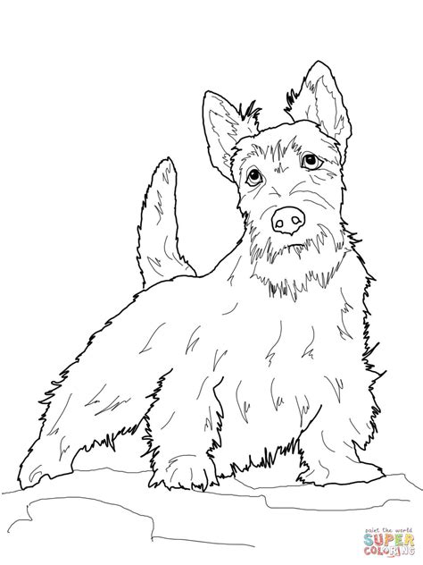scottish terrier coloring page  printable coloring pages