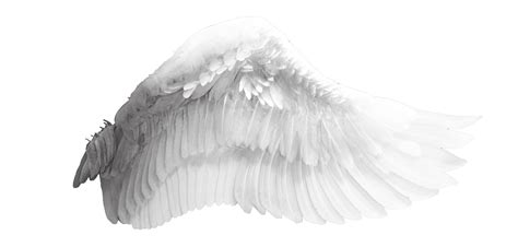 white angel wings    bouzid  deviantart