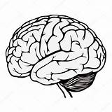 Gehirn Cerebro Menschliches Dibujo Partes Menschliche Anatomy Herz Skizzierung Nervioso sketch template