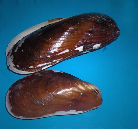 mussel gulf specimen marine lab