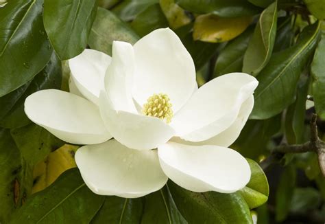 gem magnolia tree care