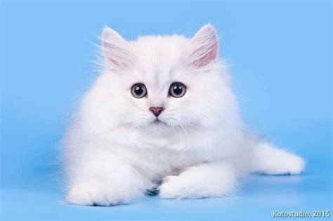 white british longhair kitten feline british long hair styles pets