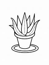 Aloe sketch template