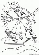 Ptaki Colorare Kolorowanki Zima Feeder Aves Kolorowanka Vögel Pory Invernale Pages Dla Colorkid الطيور sketch template